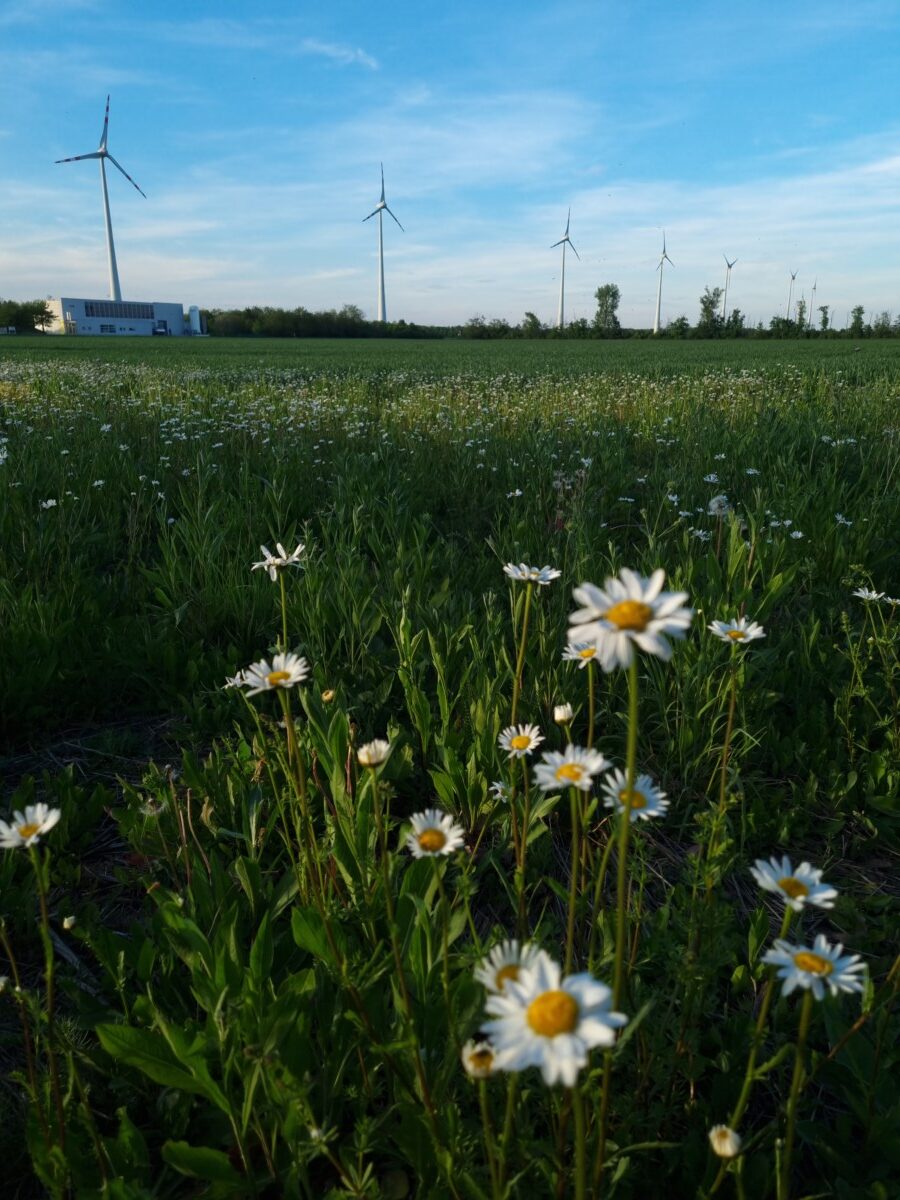 Windanlage Obersiebenbrunn I c- mhe