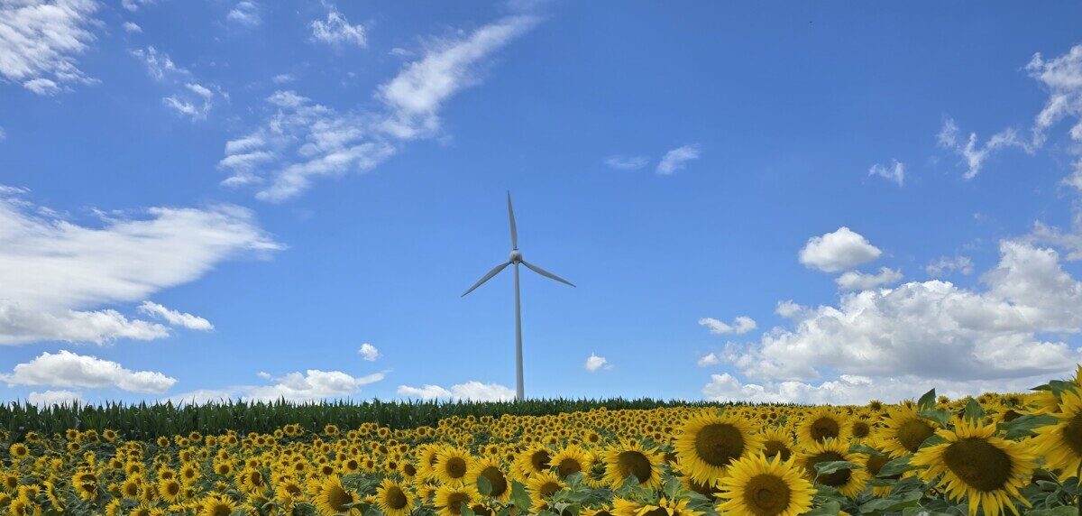 Windrad hinter Sonnenblumen