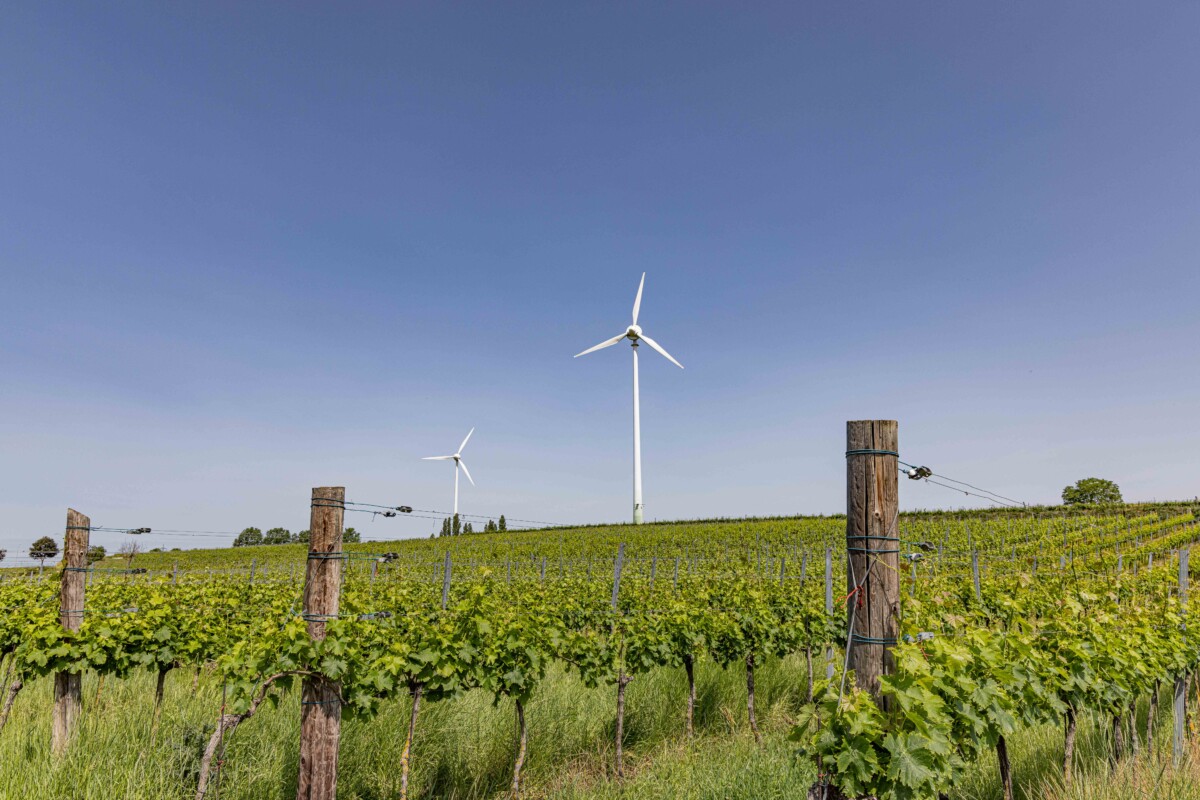 Windrad in WEinbergen