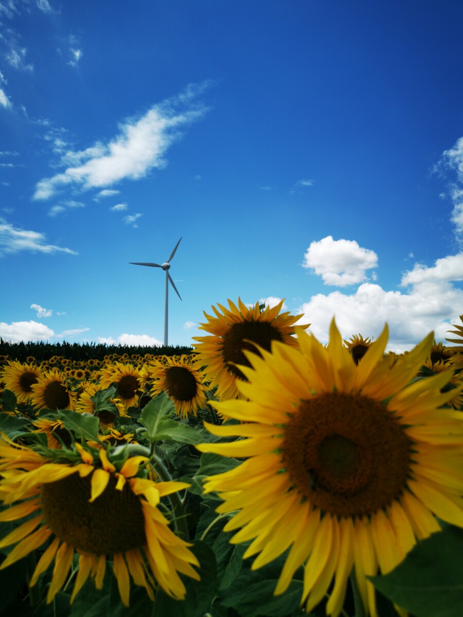 Windanlage im Sonnenblumenfeld