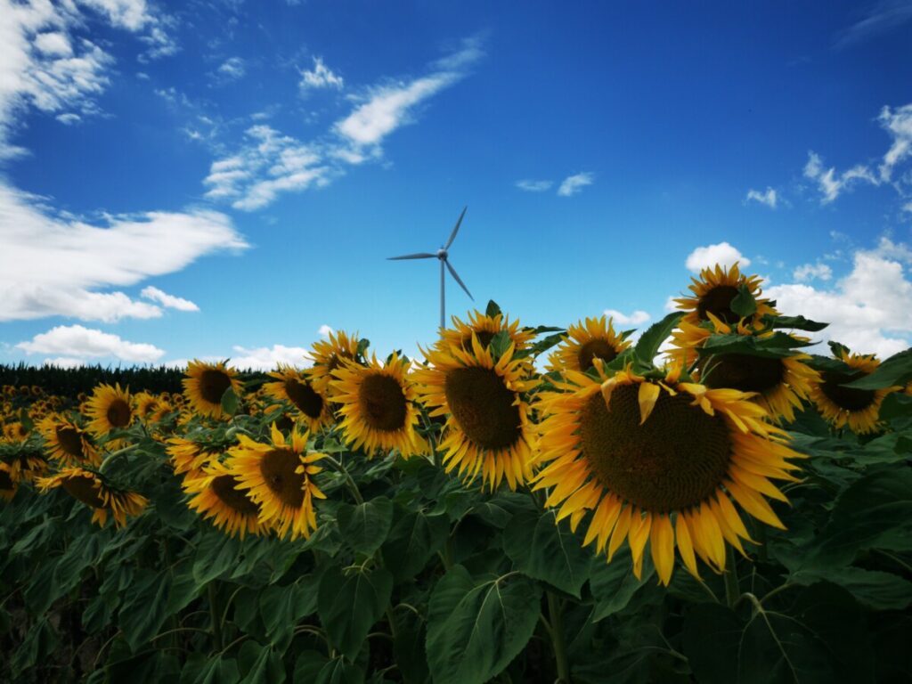 Windkraftanlage im Sonnenblumenmeer Windfang Wodo 2
